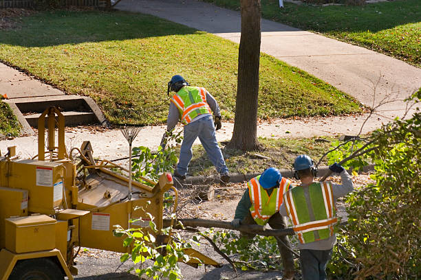 Best Root Management and Removal  in Oakland, MO